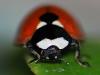 Coccinella septempunctata